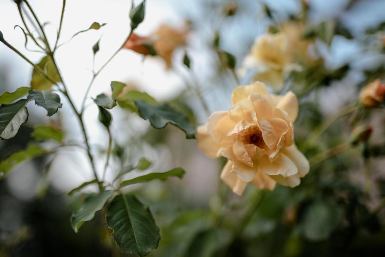 Villa Twin Ginkgo Giverny Exterior foto