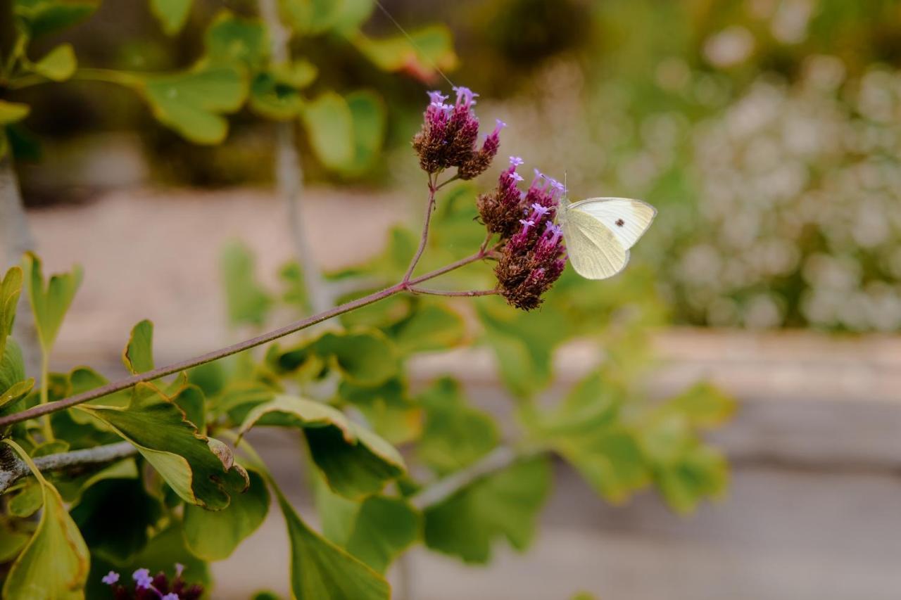 Villa Twin Ginkgo Giverny Exterior foto